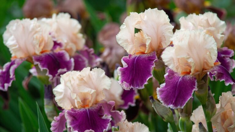 Bearded Iris
