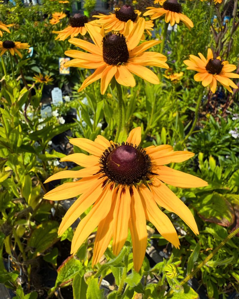 Black-Eyed Susan