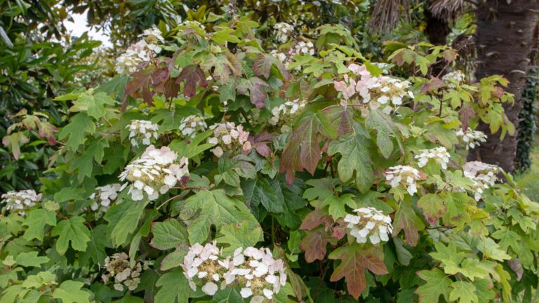 Oakleaf Hydrangea