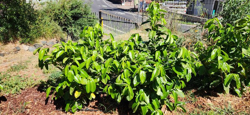 Laurel (Prunus laurocerasus)