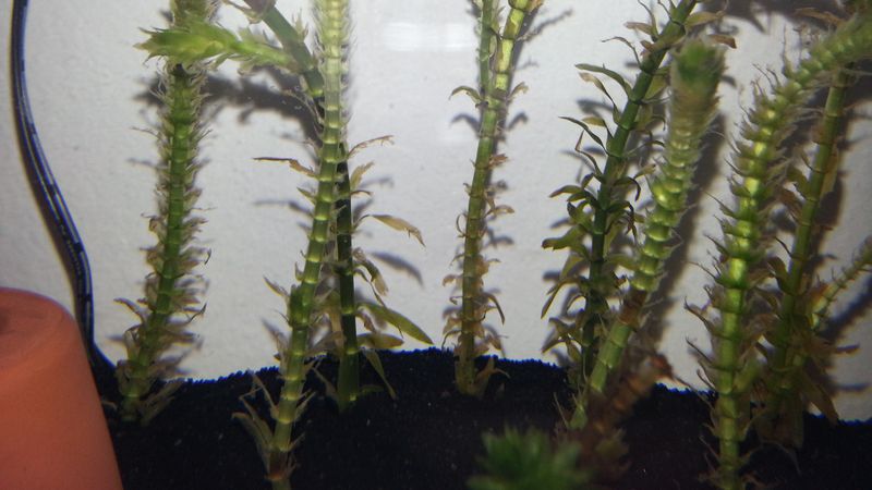 Brazilian Elodea