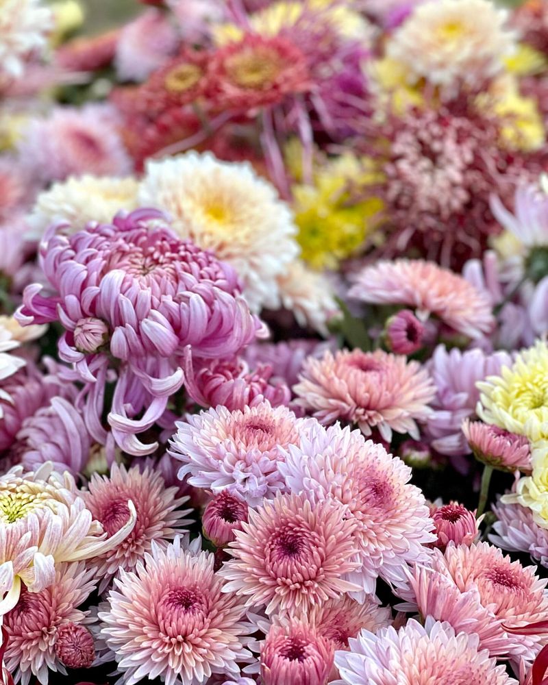 Faithful Chrysanthemums
