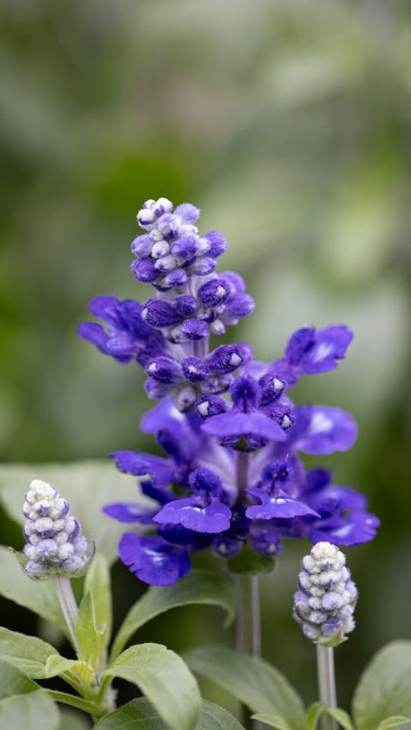 Pollinator-Friendly Salvia