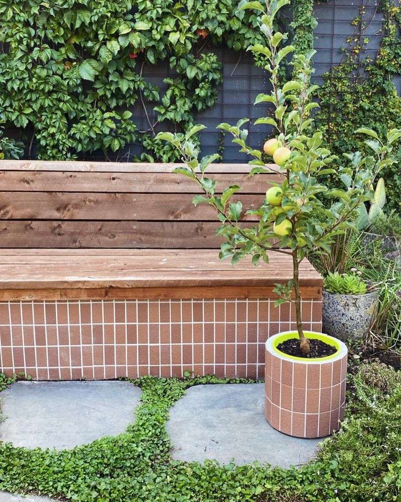 Mini Orchard With Groundcover