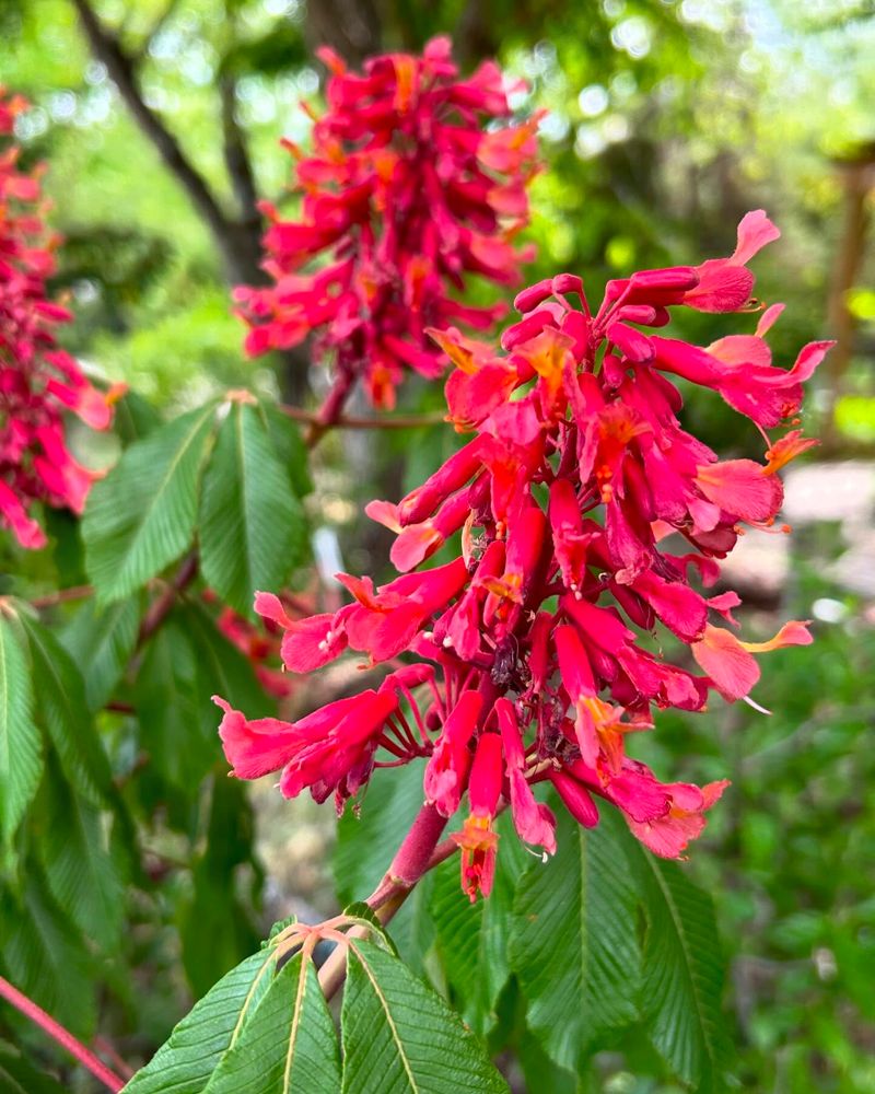 Native Flowering Trees