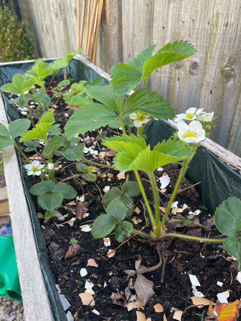 Strawberries