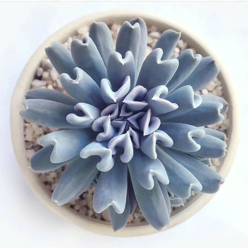 Echeveria 'Topsy Turvy'