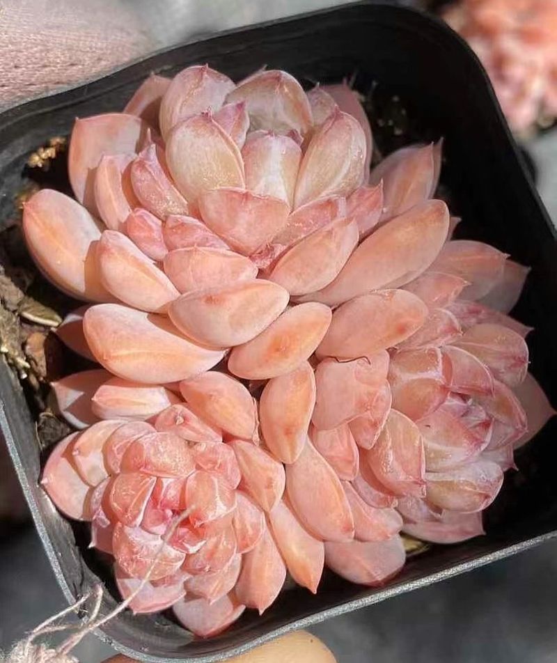 Echeveria 'Strawberry Ice'