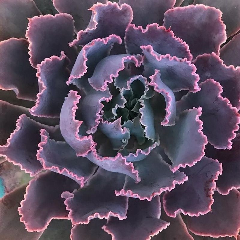 Echeveria 'Neon Breakers'