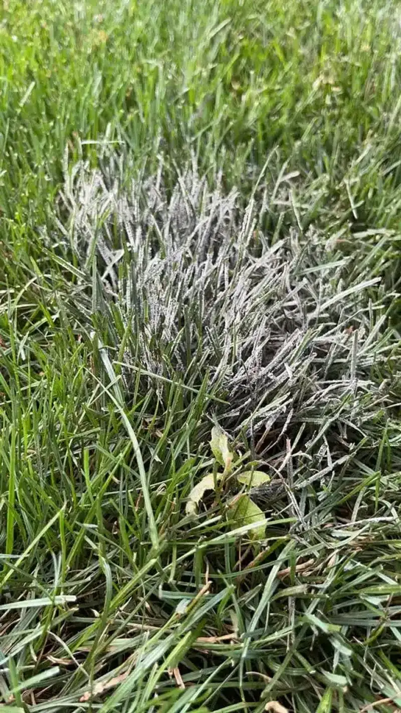 Blue-Gray Color Tint