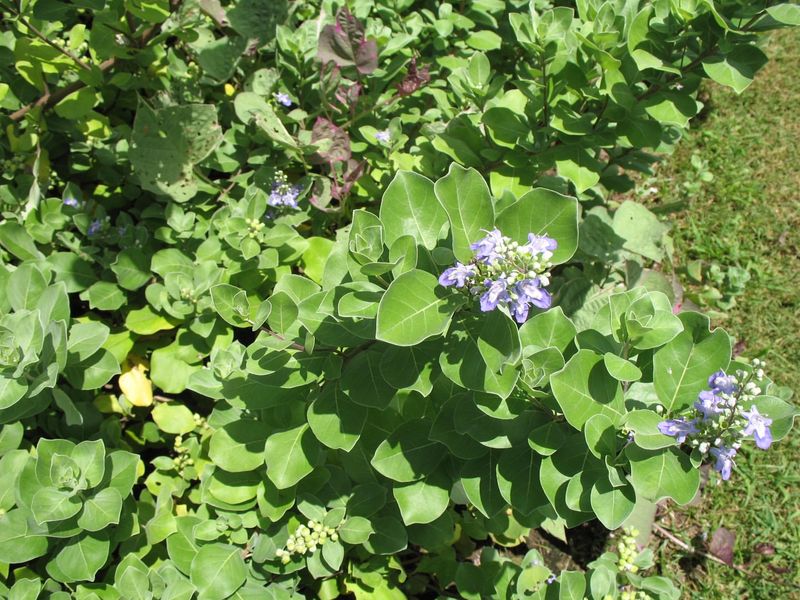 Invasive Plant Restrictions