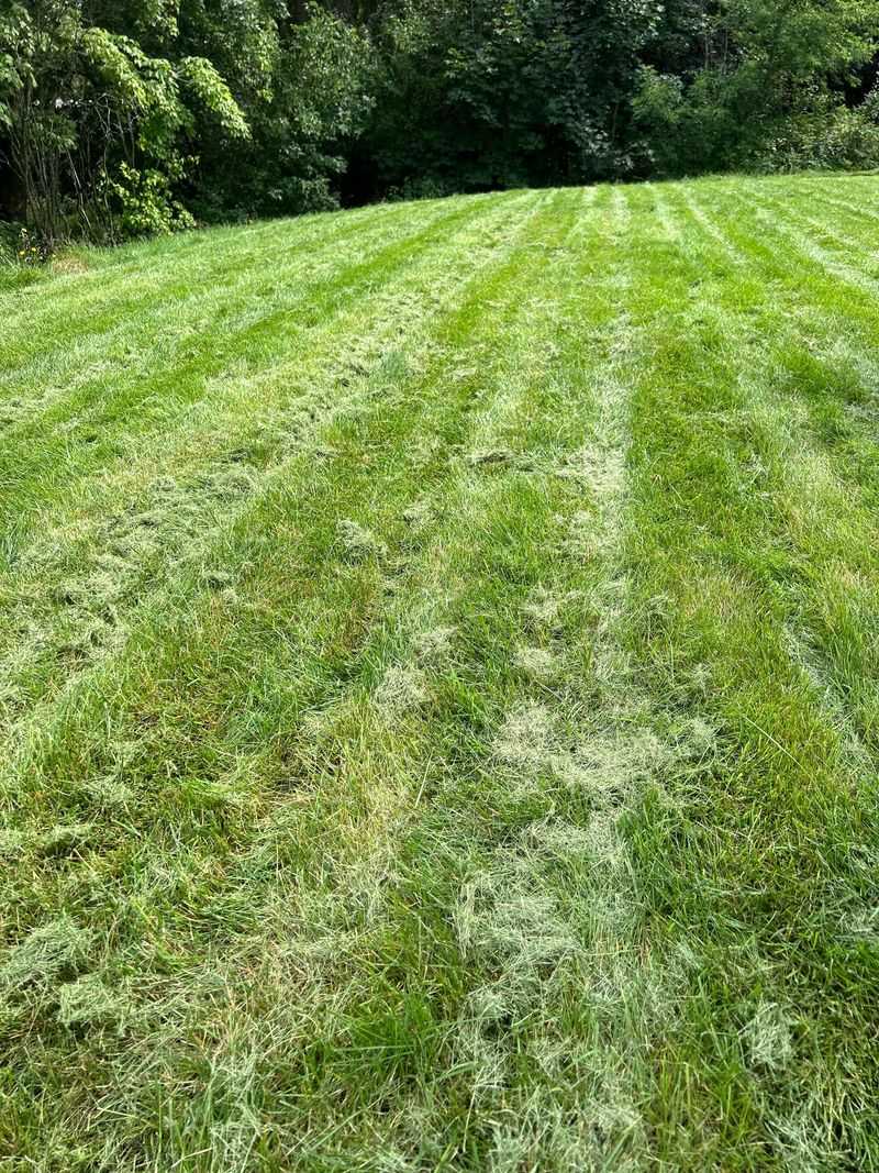 Improper Mowing Practices Stress Grass Plants