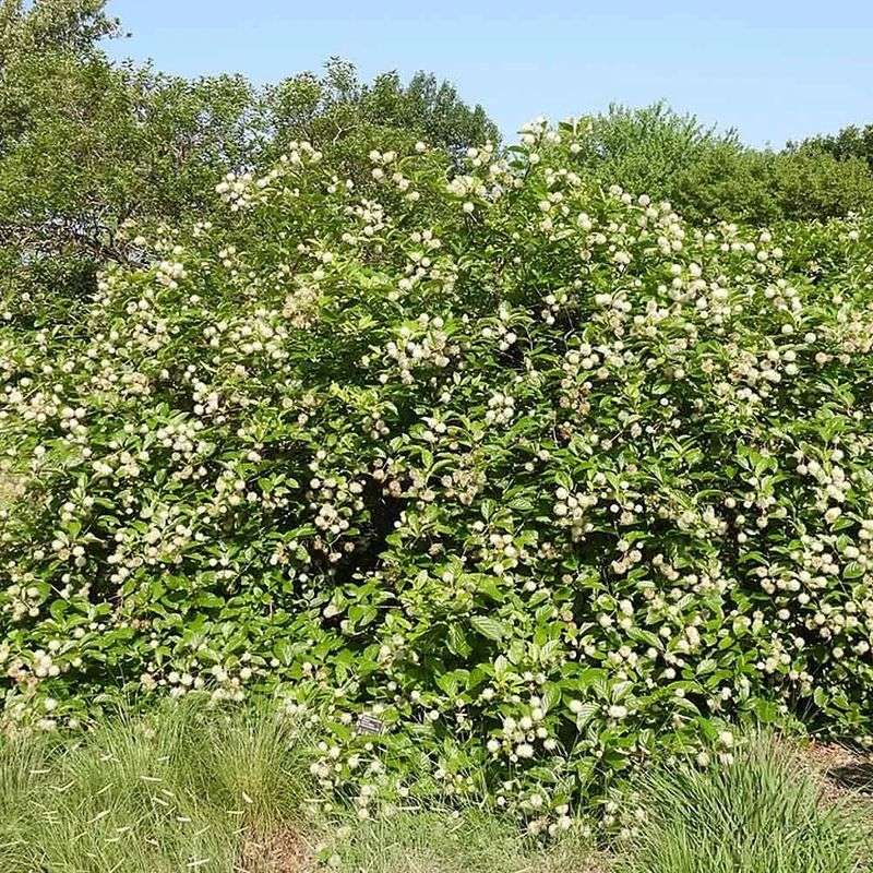 Bird-Friendly Shrub Corner