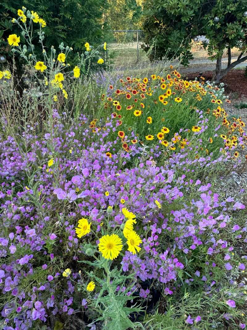 Native Wildflower Meadow