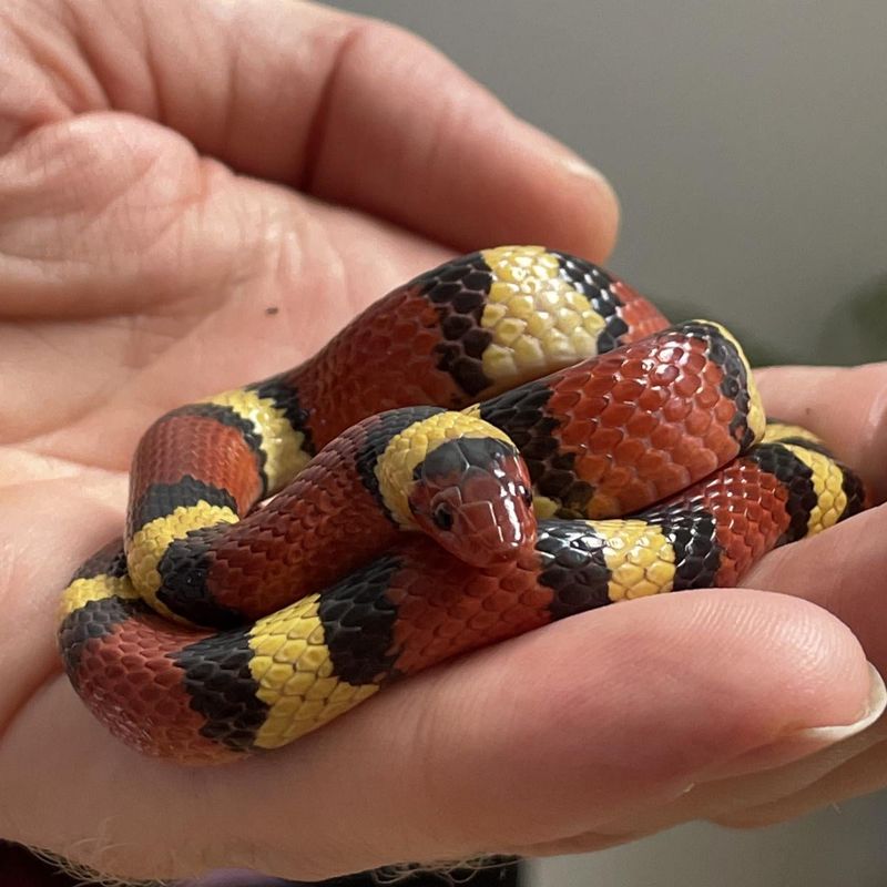 Scarlet Kingsnake