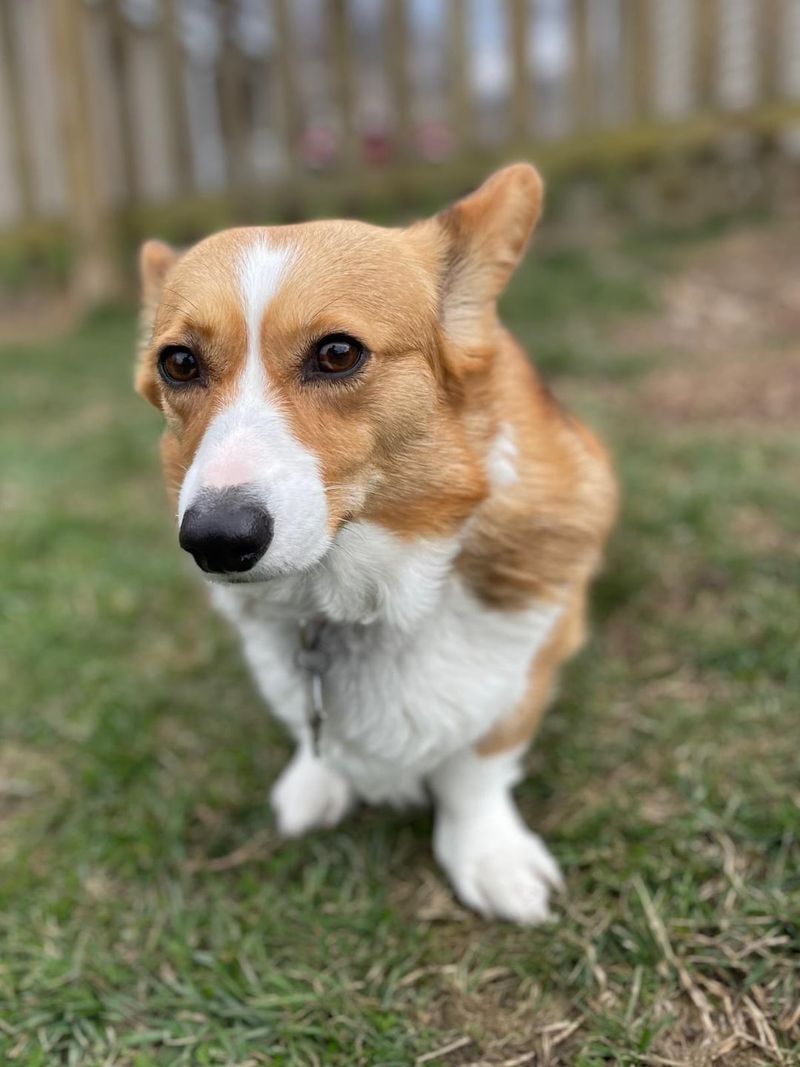 Unusual Pet Behavior