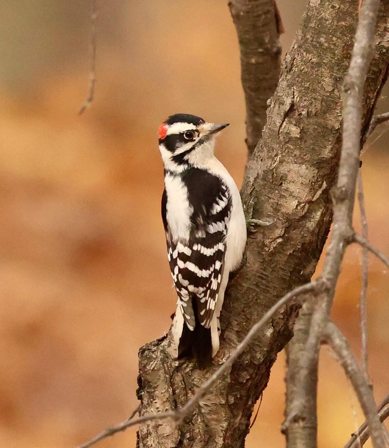 Downy Woodpeckers Target Insect Pests In Trees