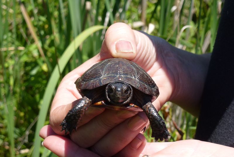 Bog Turtles