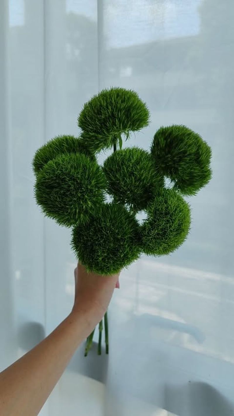 Green Dianthus