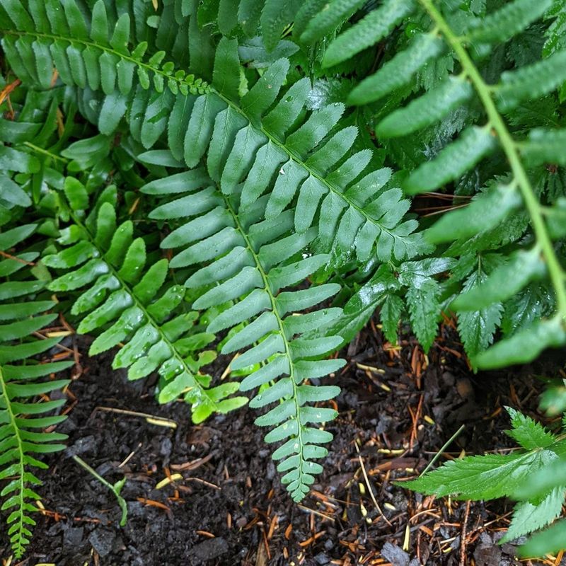 Christmas Fern