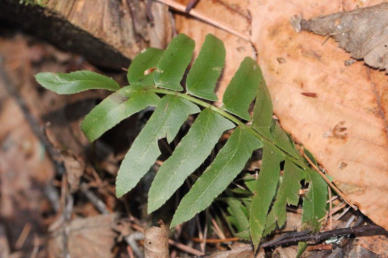 Christmas Fern (Polystichum acrostichoides)