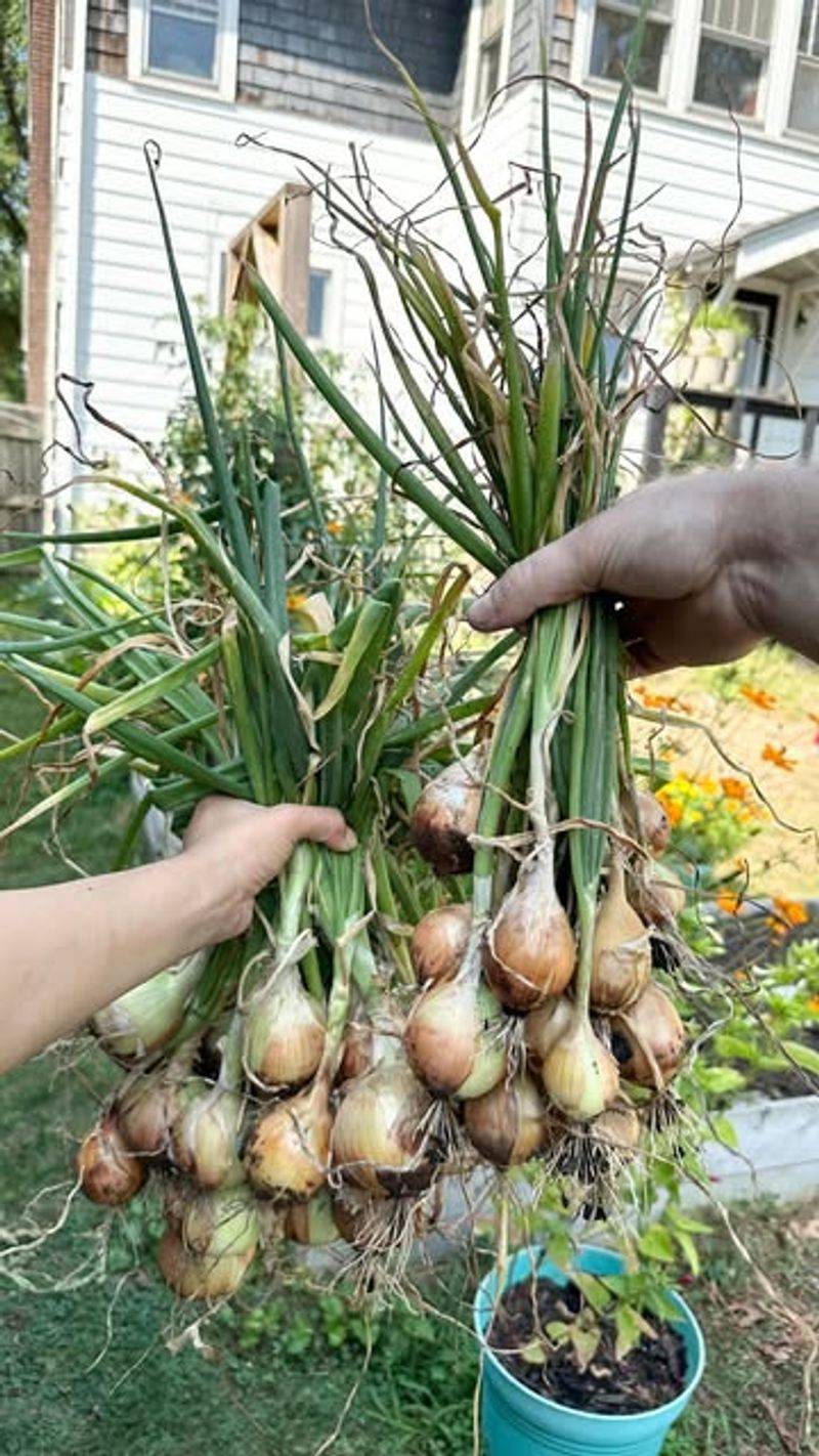 Onions