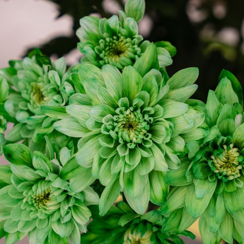 Green Chrysanthemums