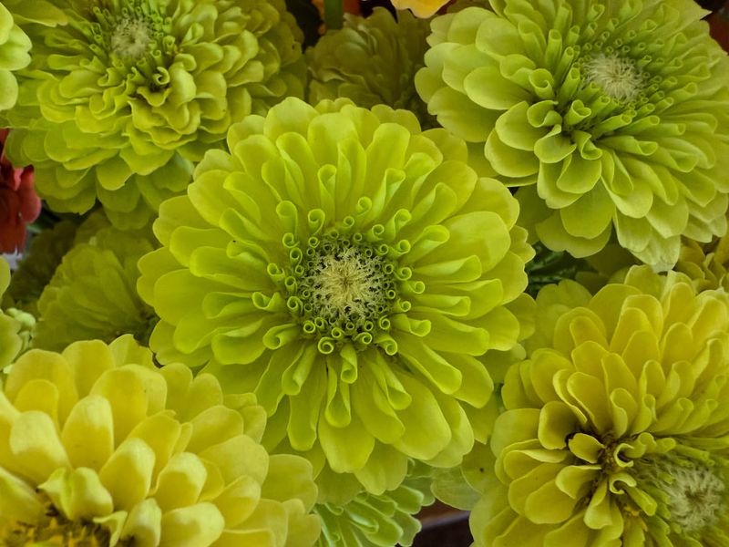 Green Zinnias