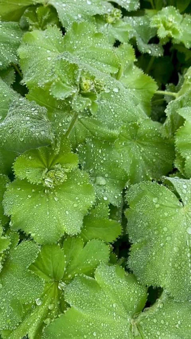 Lady's Mantle