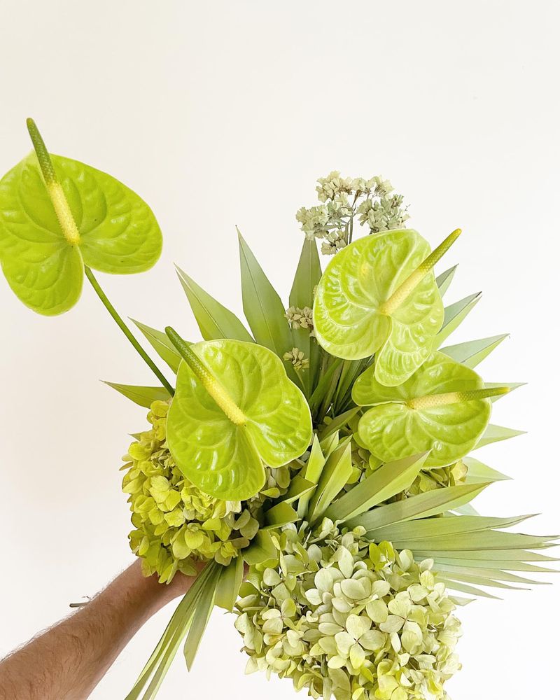 Green Anthurium