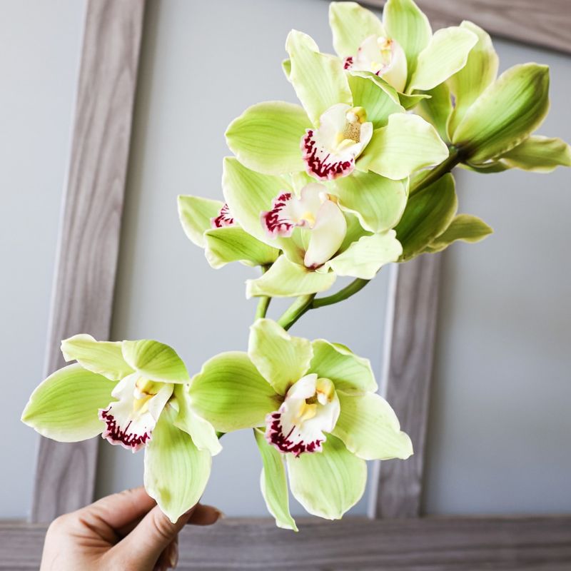 Green Cymbidium Orchids