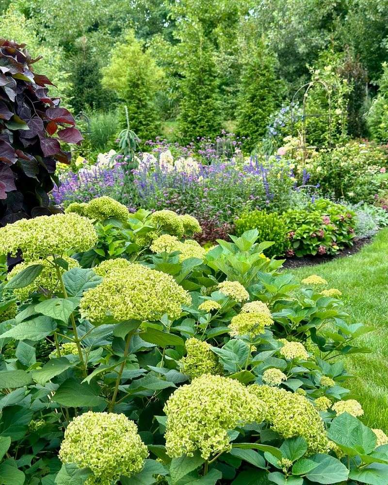 Green Hydrangeas