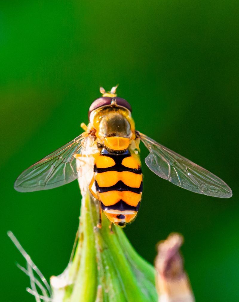 Hoverflies
