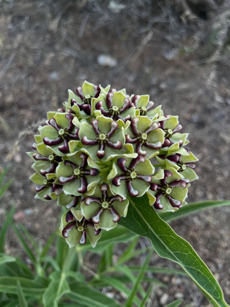 Antelope Horns Milkweed (Asclepias asperula)