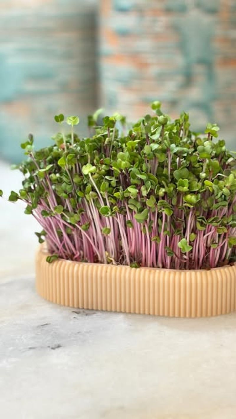 Microgreens