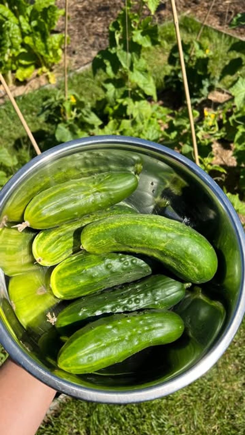 Bush Cucumbers