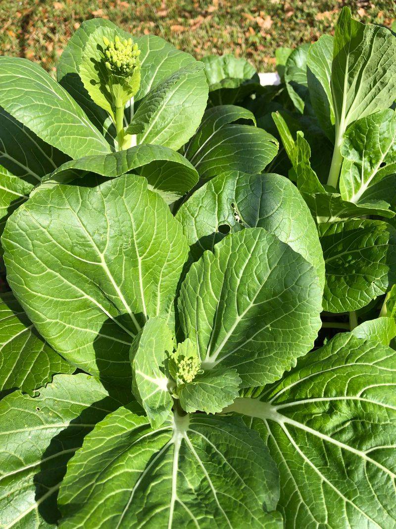 Bok Choy: Asian Green Ready in 45 Days