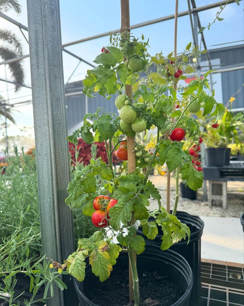 Cherry Tomatoes
