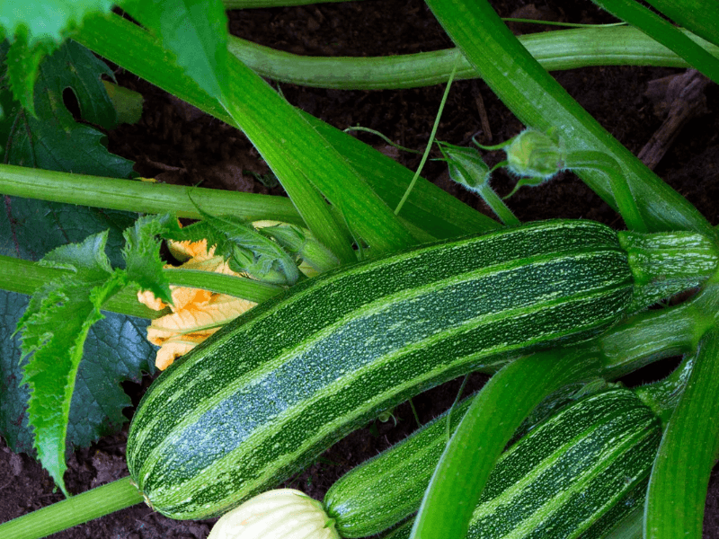 Zucchini