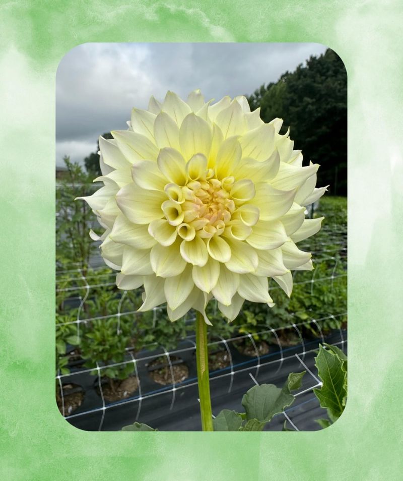 Green Dahlias