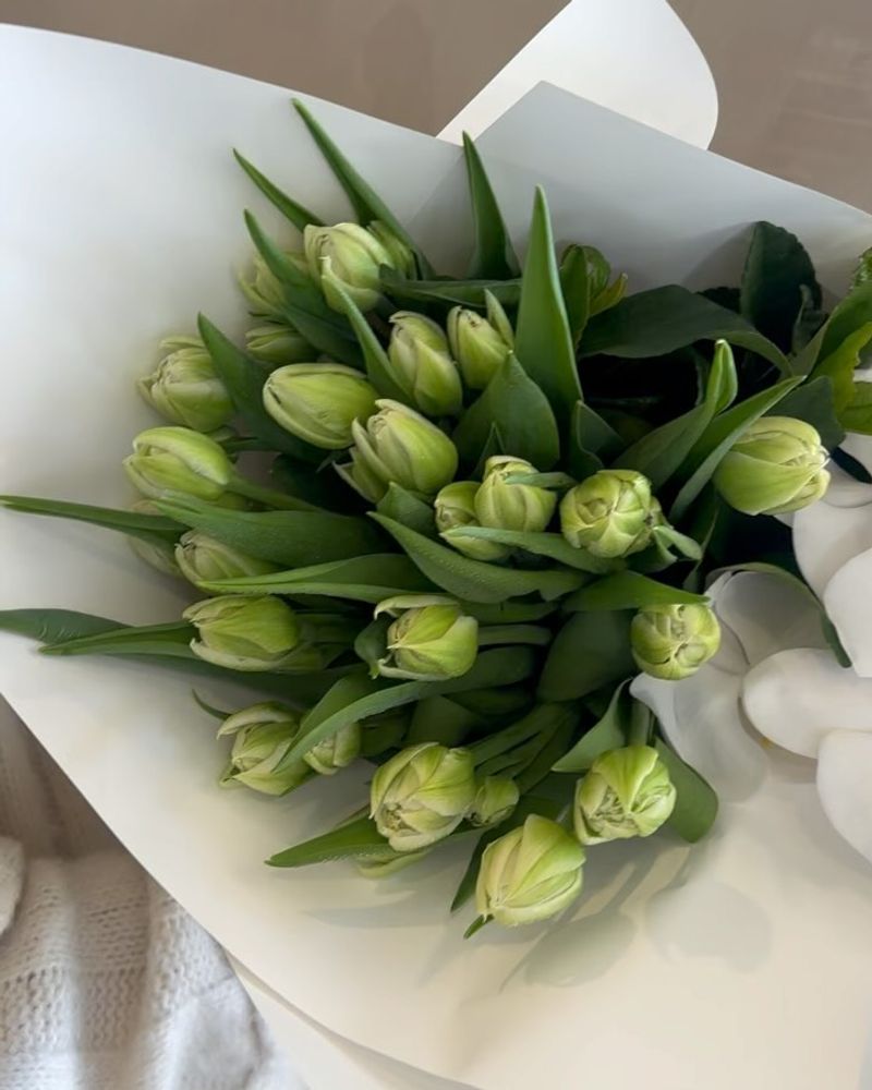 Green Tulips