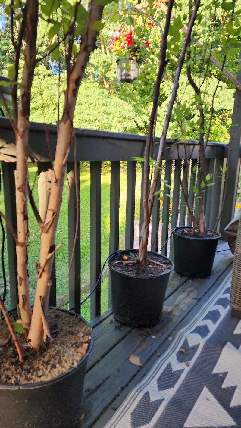 Patio Garden Shields