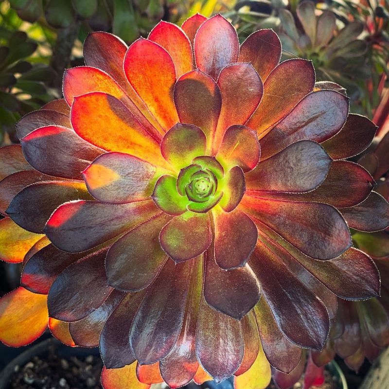 Aeonium 'Zwartkop'