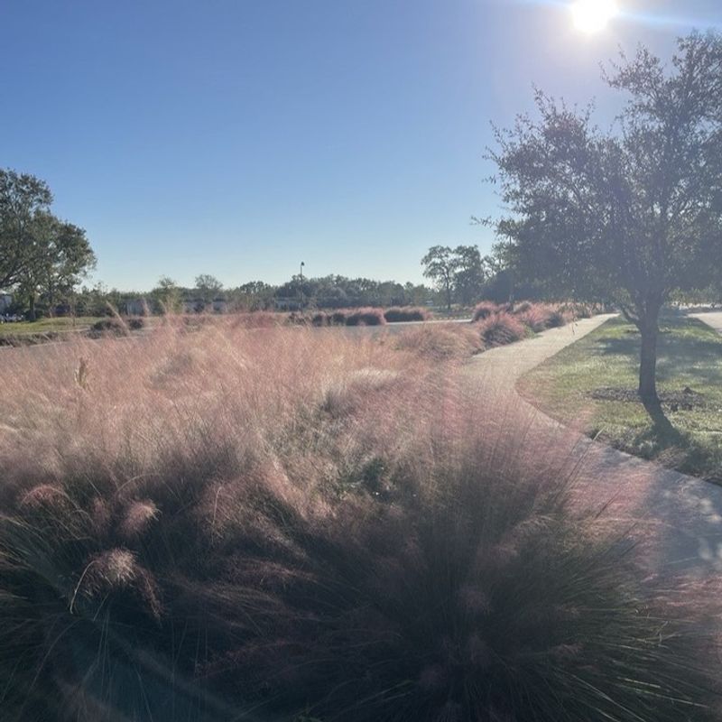 Gulf Coast Muhly Grass