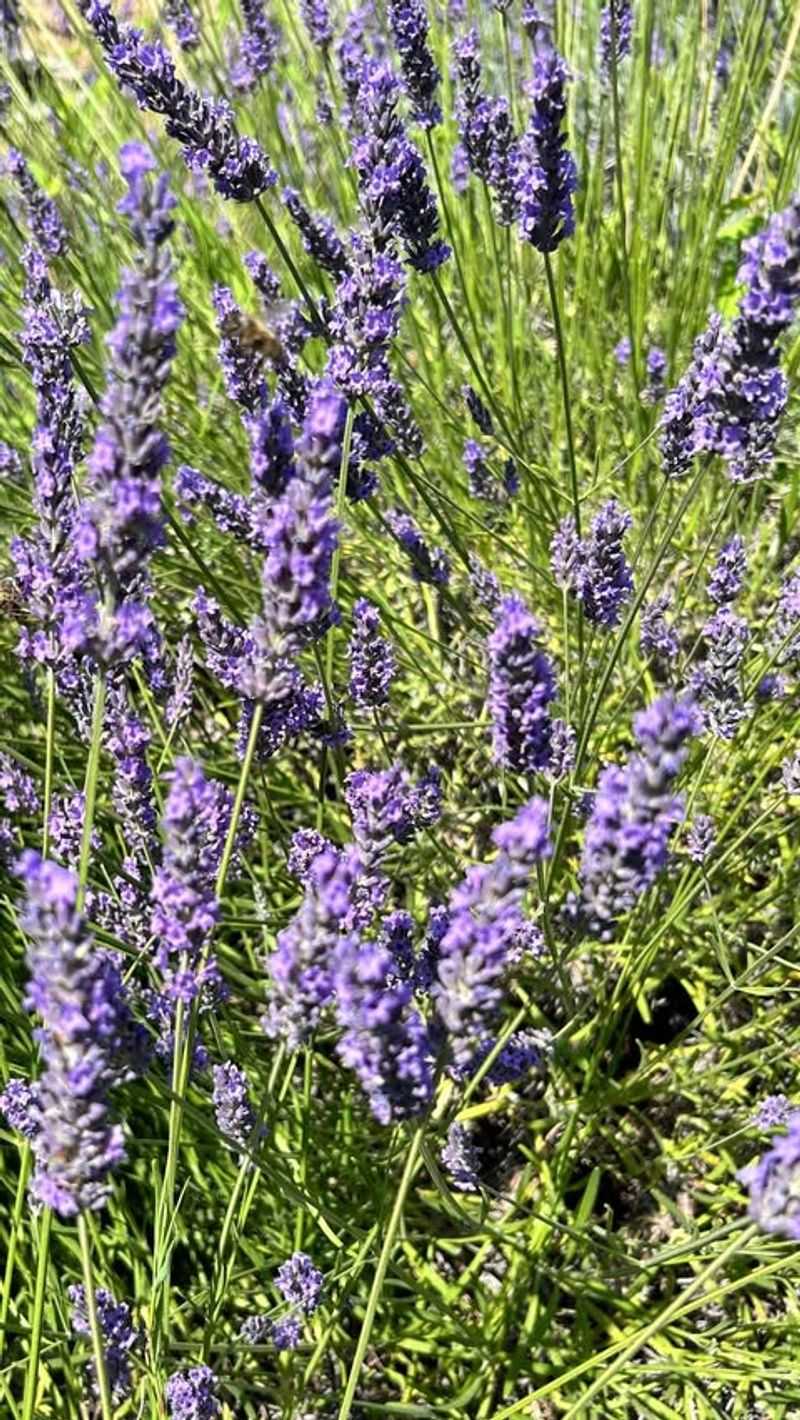 Provence Lavender (Lavandula x intermedia 'Provence')