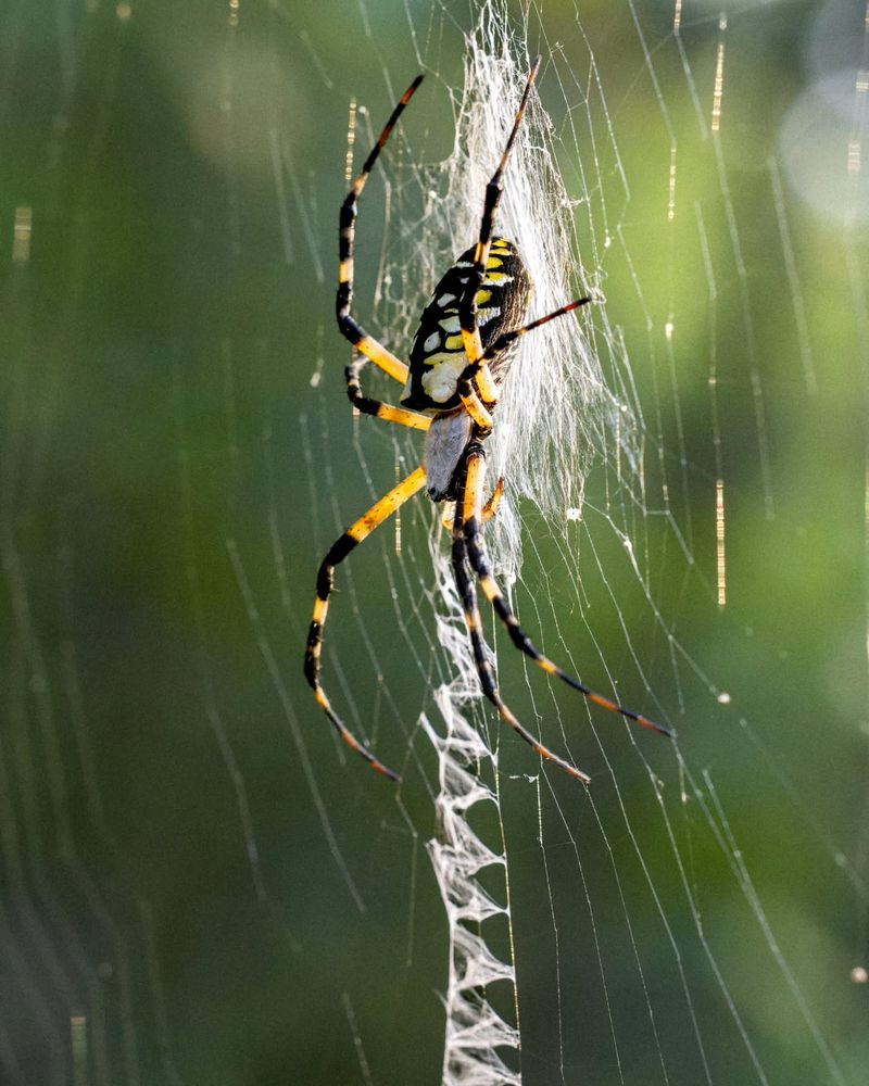 Spiders