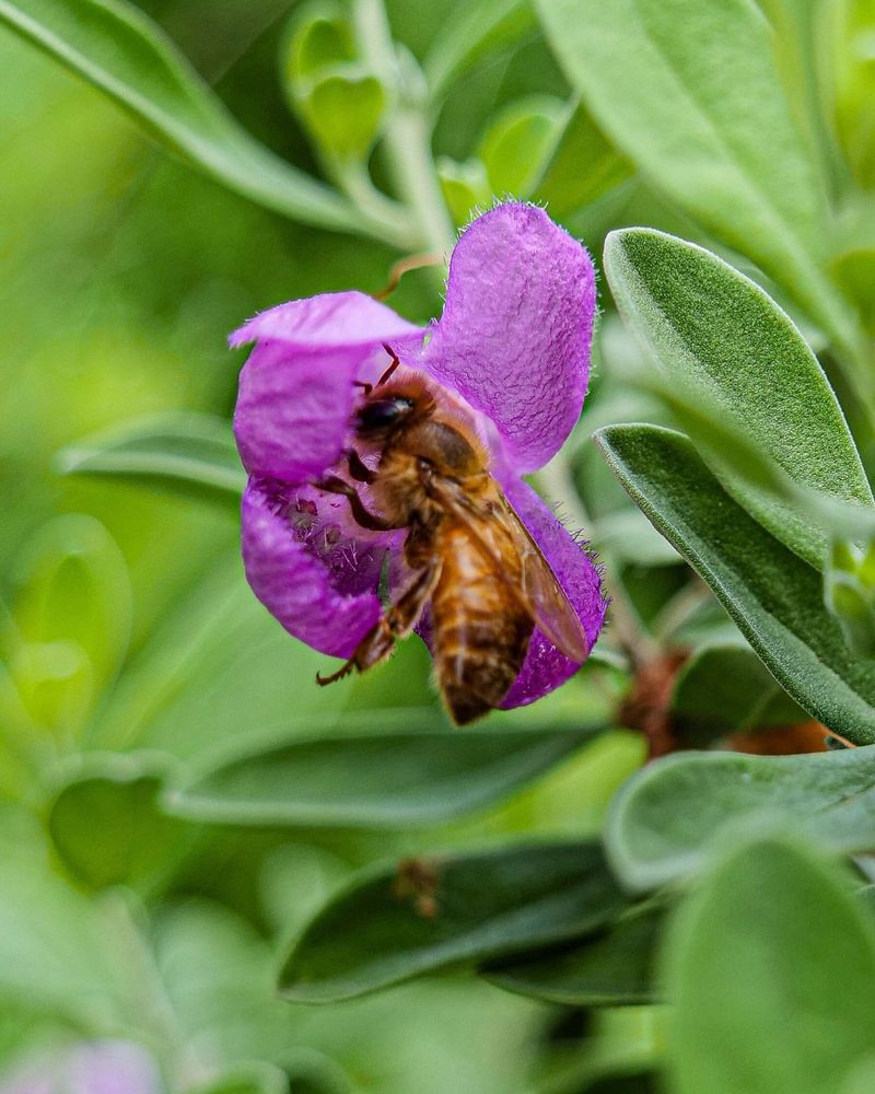 Honey Bees