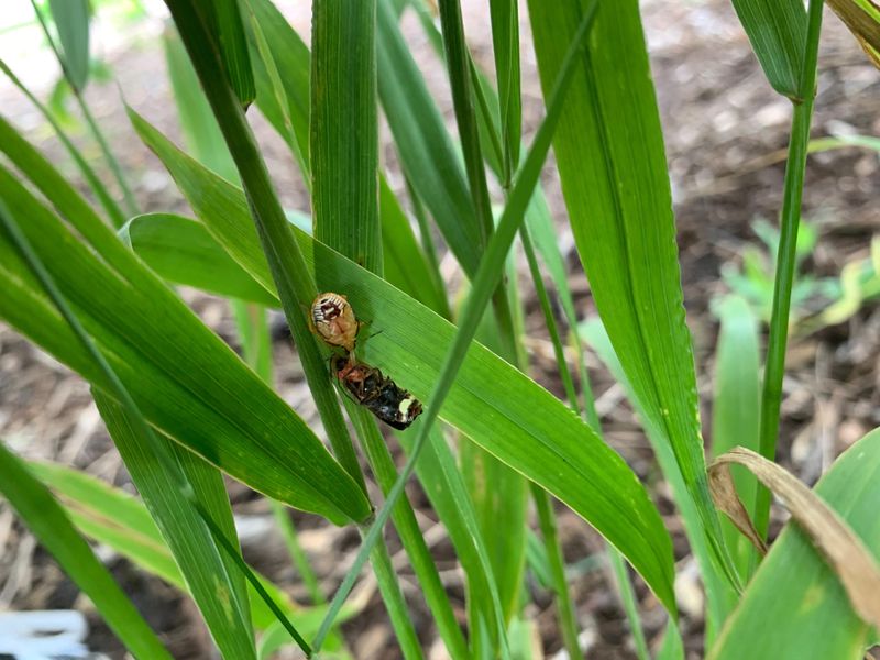 Spined Soldier Bugs