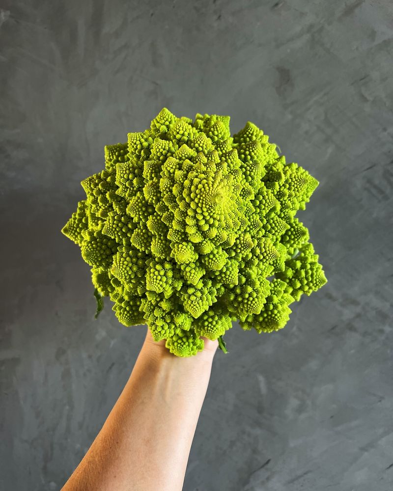 Romanesco Broccoli