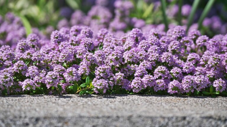 creeping thyme